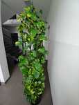 Sprzedam kwiat Epipremnum