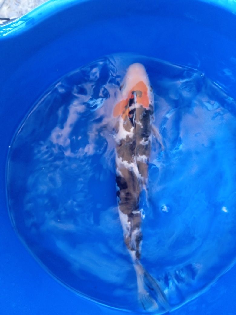 Carpa. Koi  showa