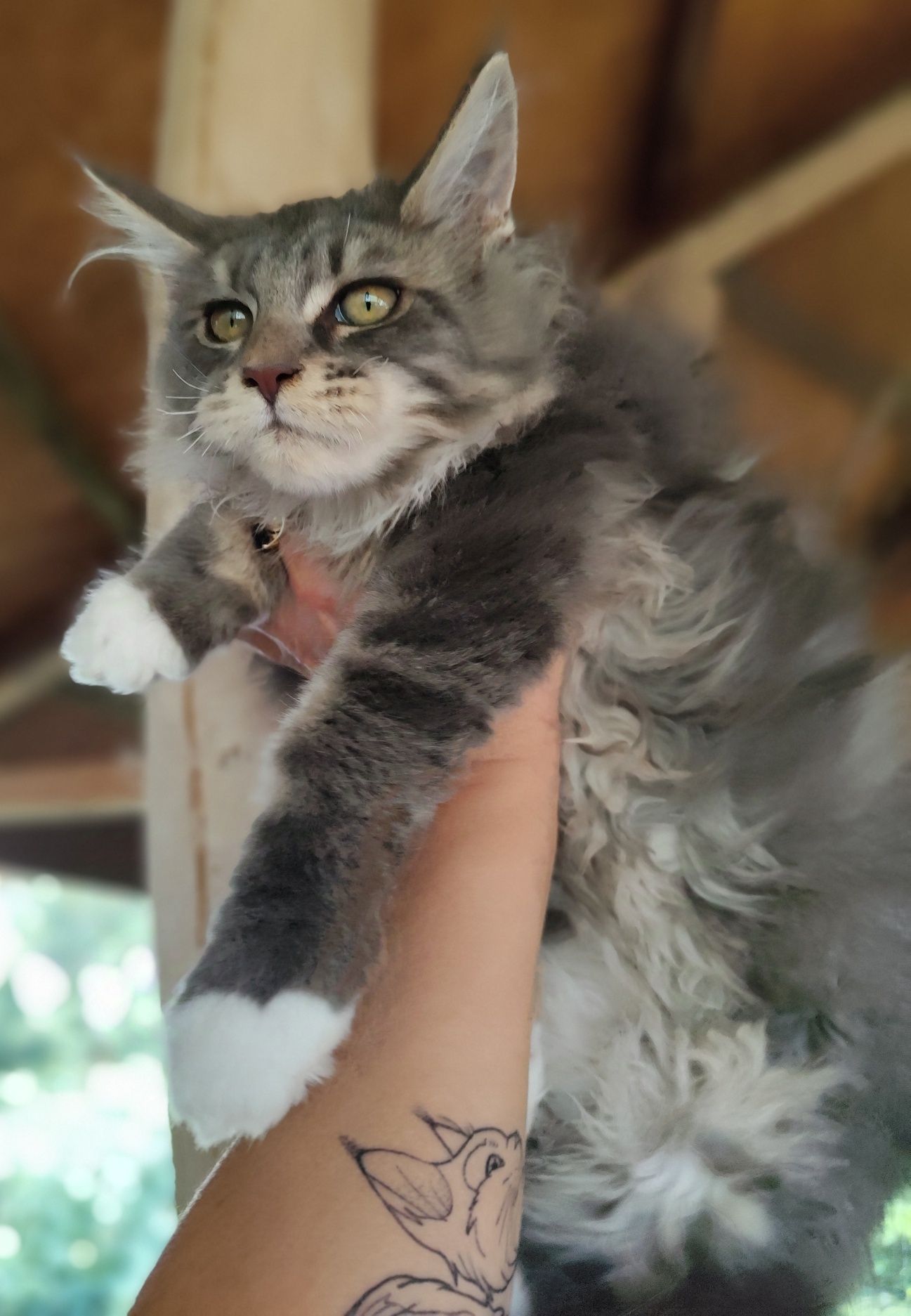 Cudowny Kocurek Maine Coon Fernando Ashantu*PL gotowy do odbioru