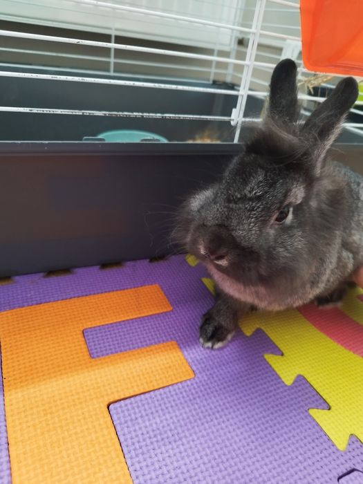 Królik miniaturowy miniaturka