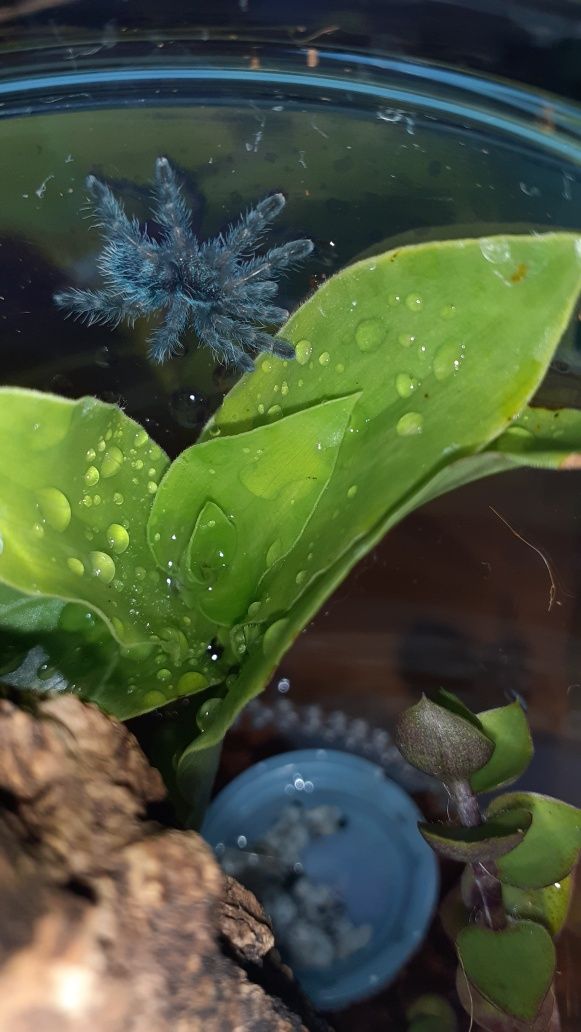 Zestaw Caribena Versicolor l2