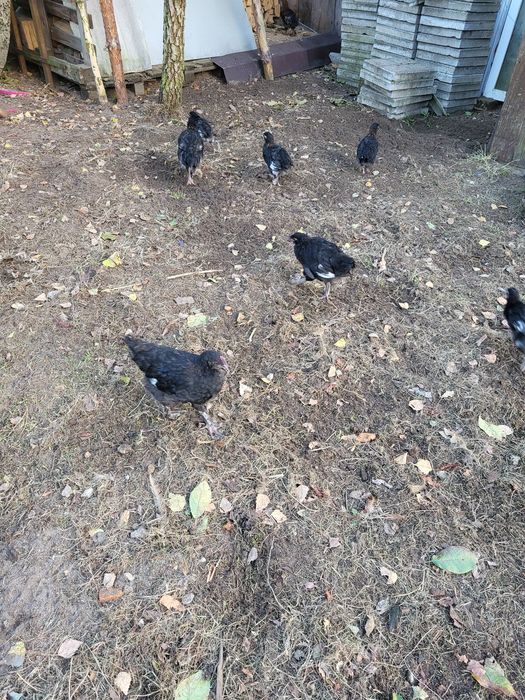 Kury/kogutki marans