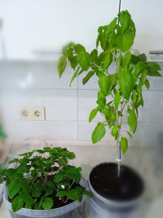 Саженцы рассада базилика