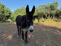 Burro à venda no Algarve