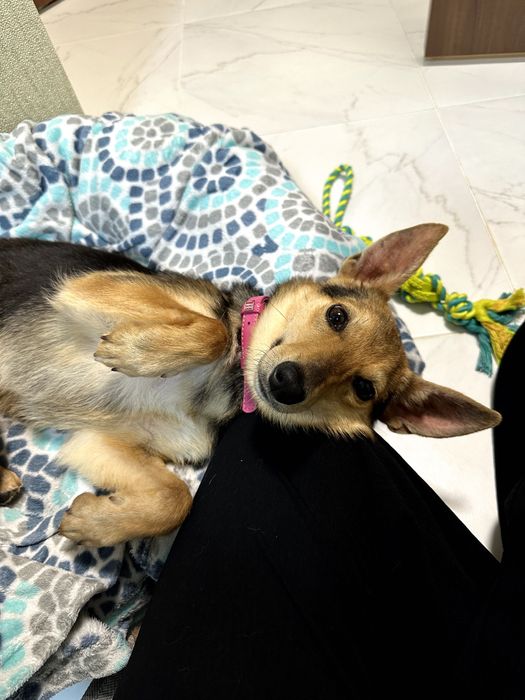 Дуже чемна дівчинка Лора шукає свою сім'ю