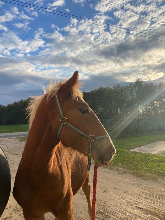 ogier źrebak typ pogrubiony