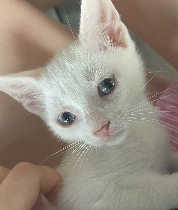 Duas gatas bebes - para adoção conjunta