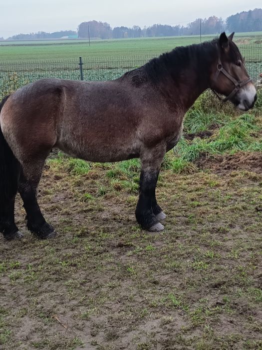 Klacz zimnokrwista typ sztumski