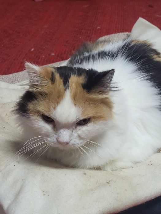 Майя шукає родину