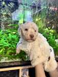 Piesek Lagotto Romagnolo FCI – po pracujących rodzicach