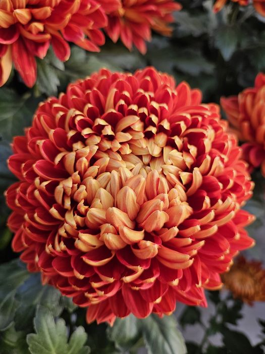 Chryzantemy mazowieckie