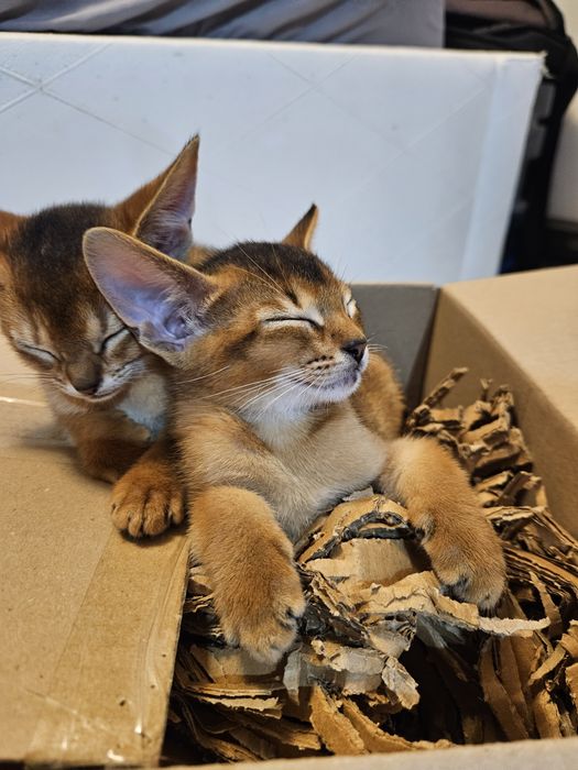 Kociaki abisynskie kot abisynski i koteczka abisyńska