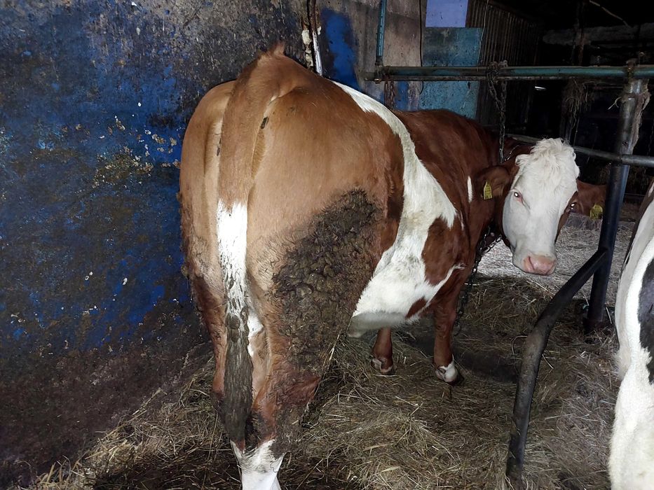 Jałówka wysokocielna Simental hodowlana