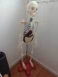 Boneco corpo humano