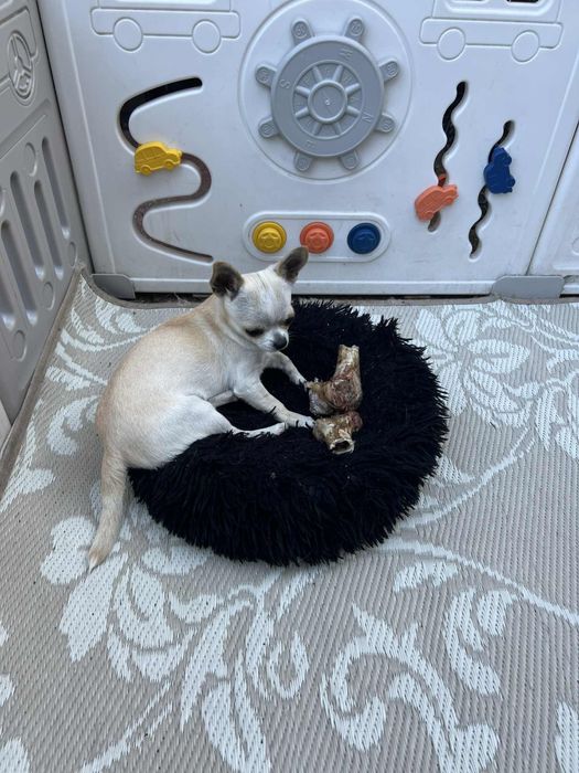 Chihuahua piesek krótkowłosy  Fci