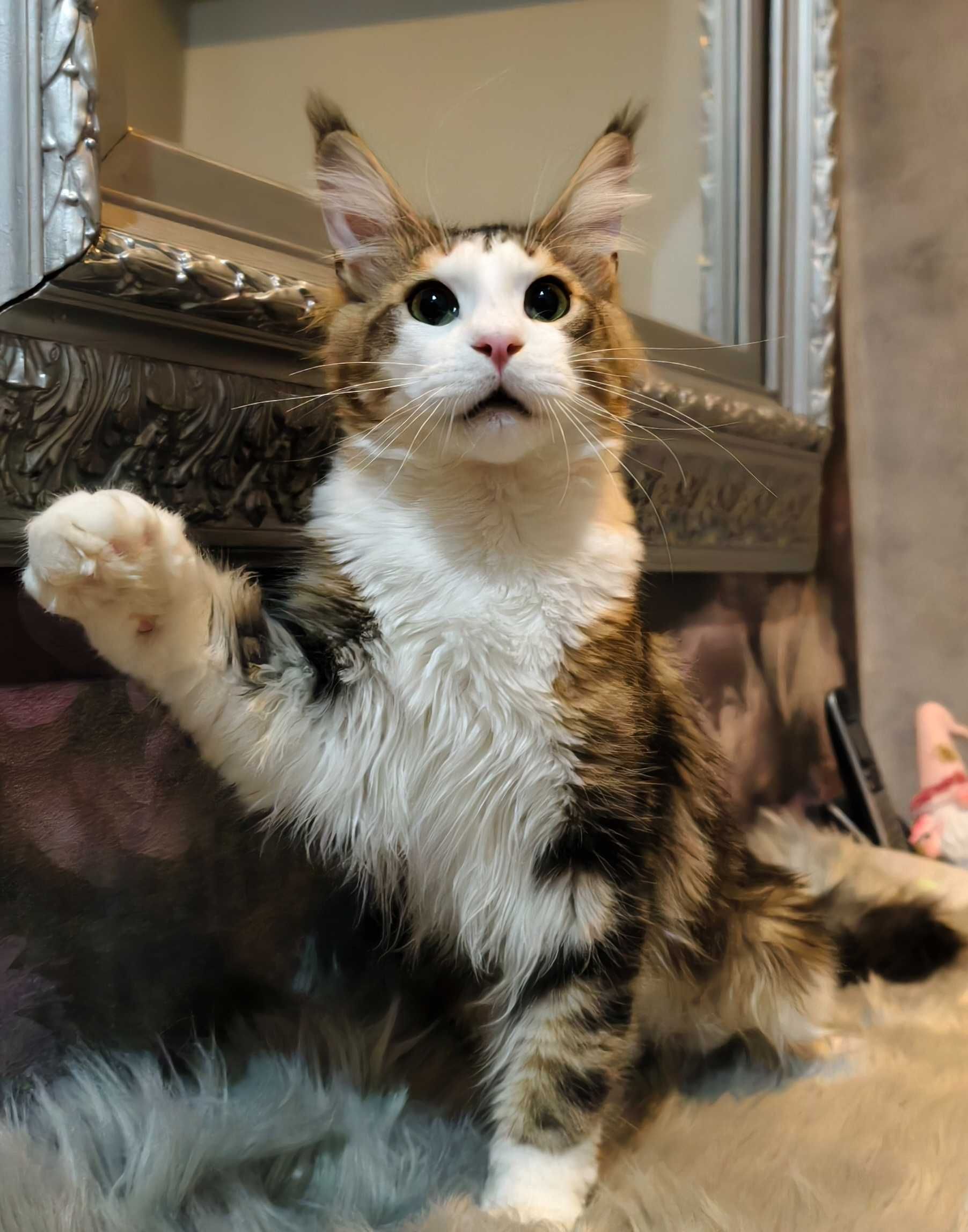 Maine Coon cudny kocurek
