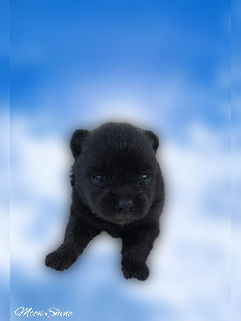 Śliczny piesek czarny szpic miniaturowy pomeranian
