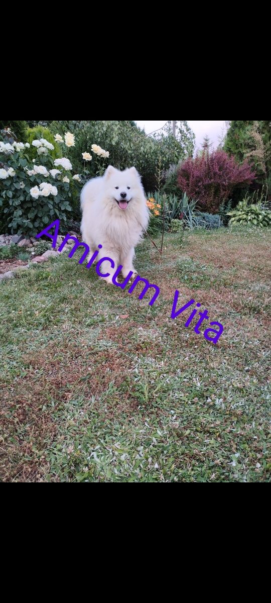 Samoyed suczka z rodowodem