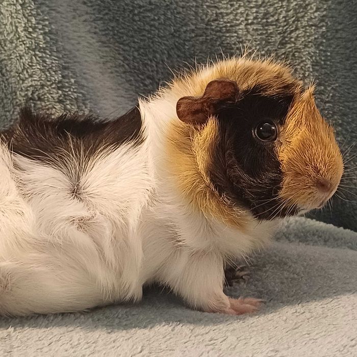 Sprzedam młode świnki morskie