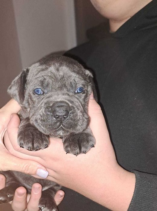 Бронювання цуценят Кане корсо