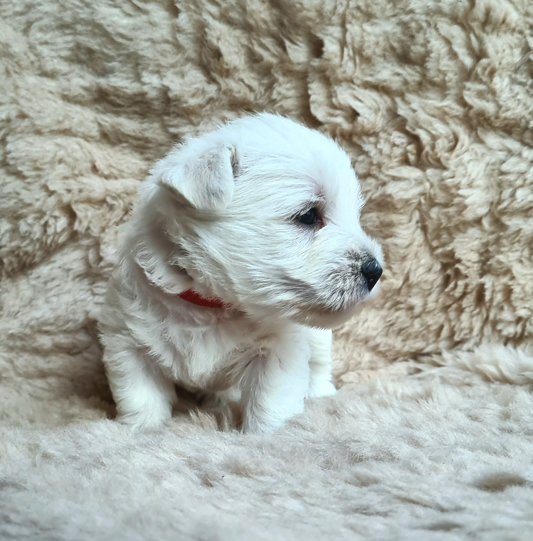 West Highland White Terrier ZKwP /  FCI