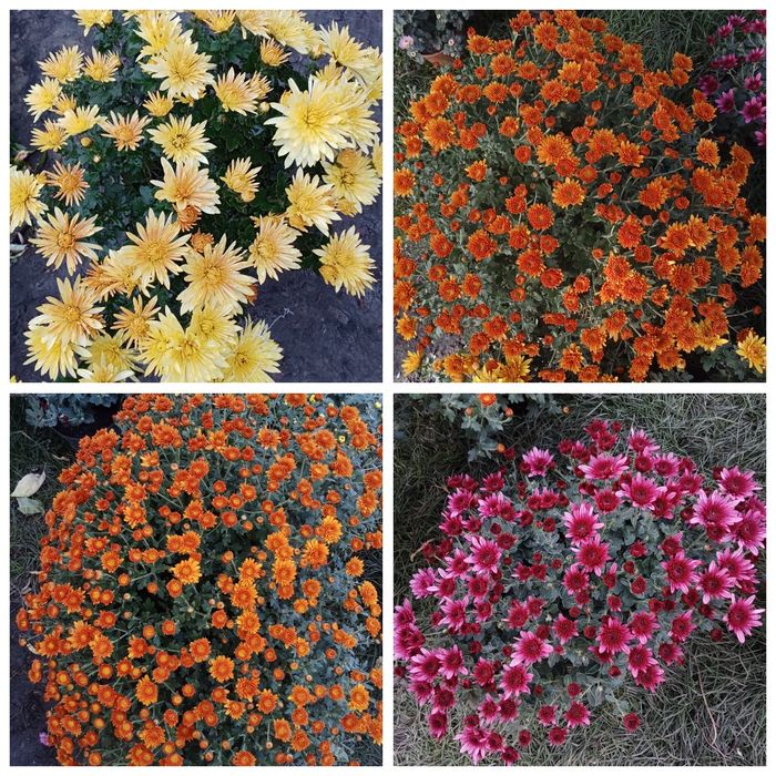 Хризантеми мультифлора корейки очитки молодила хости