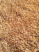 pszenicę jarą pszenicę ozimą pszenżyto jęczmień owies i  kukurydzę