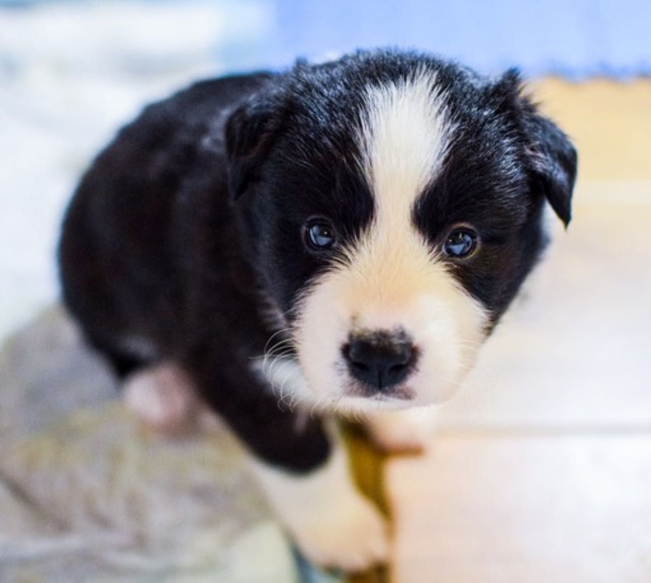 Border Collie FCI ZKwP Szczenię pies piesek Warszawa