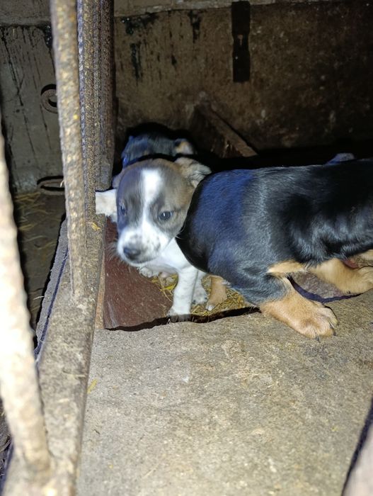 Szczeniaki szukają domu