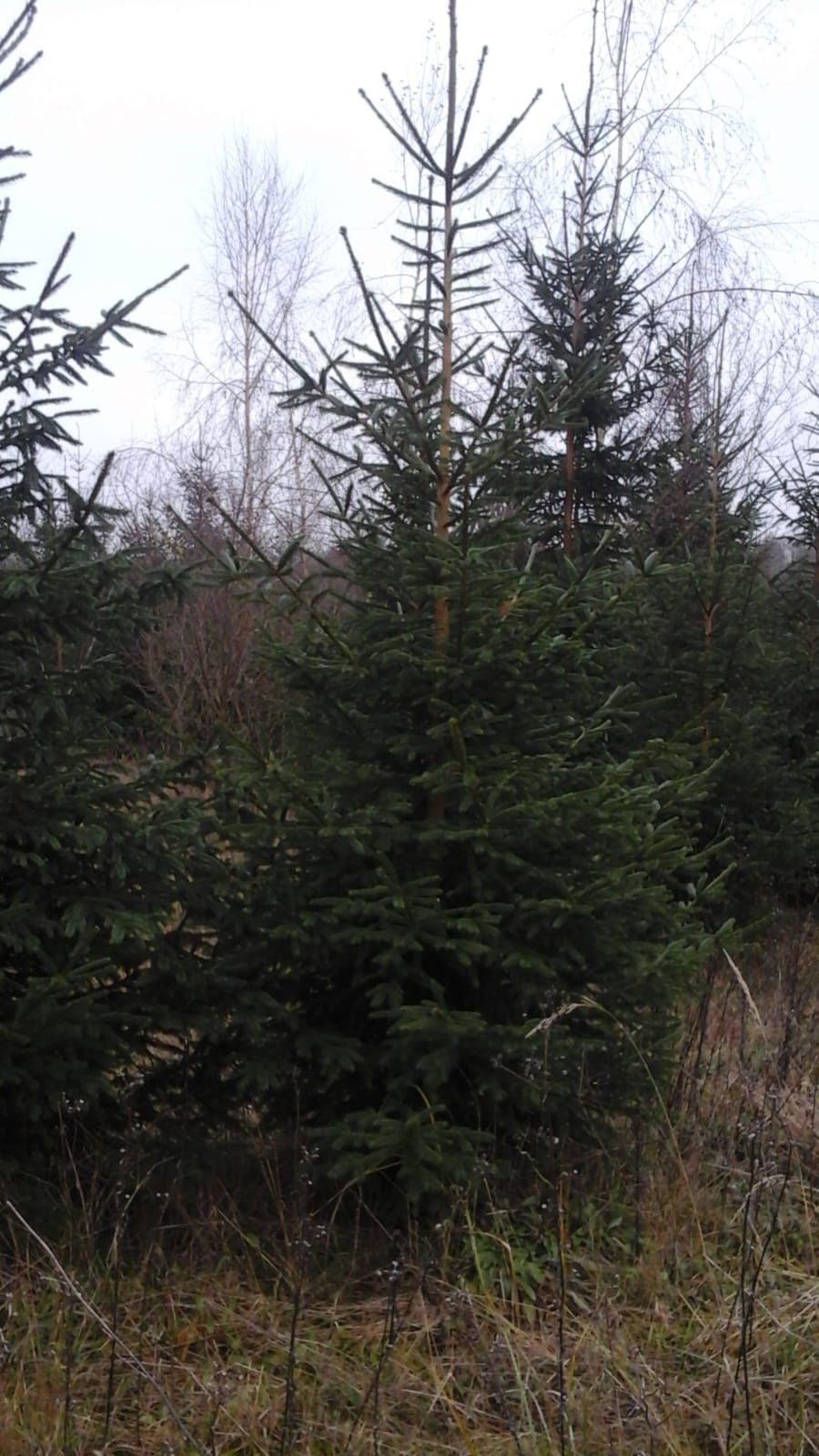 Choinki, świerki - plantacja ekologiczna