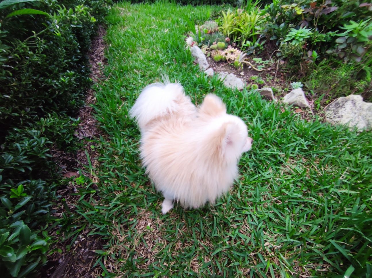 spitz alemao Lulu da Pomerânia com 1 ano super miniatura