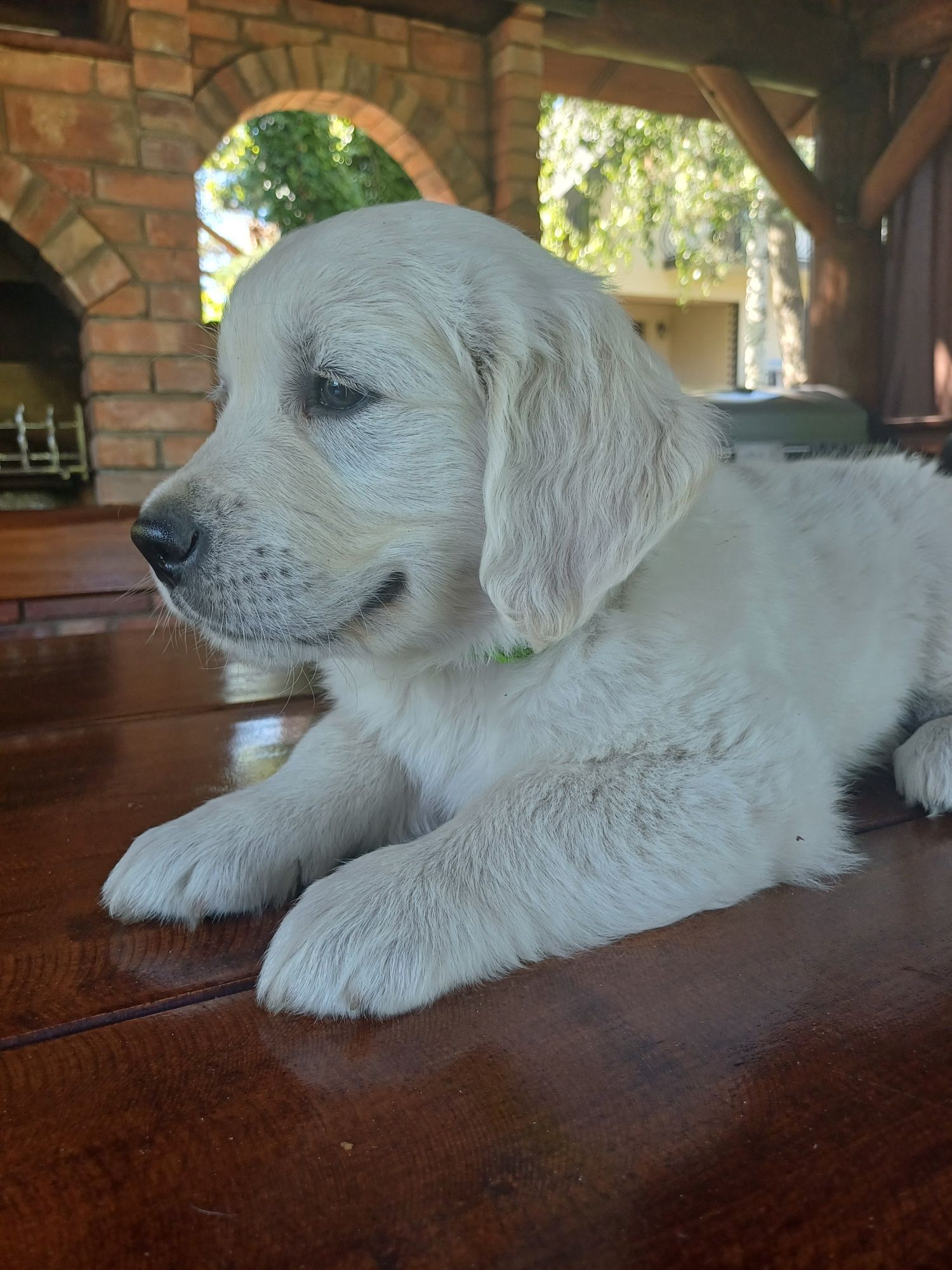 Gotowe do odbioru - Śliczny piesek szczeniak Golden Retriever,  ZKw