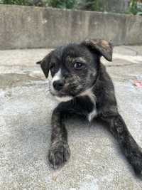 Cãozinho para adoção responsavel