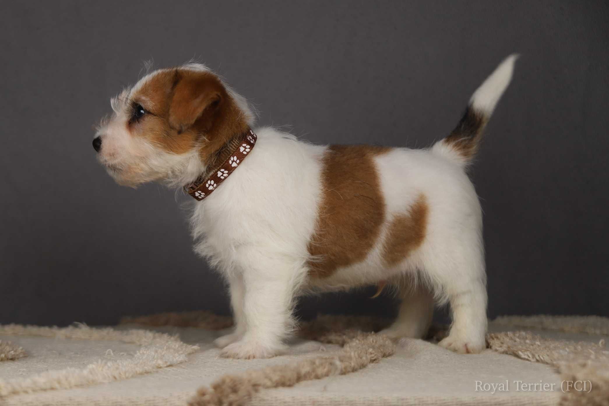 piesek Jack Russell terrier ZKWP/FCI szorstkowłosy
