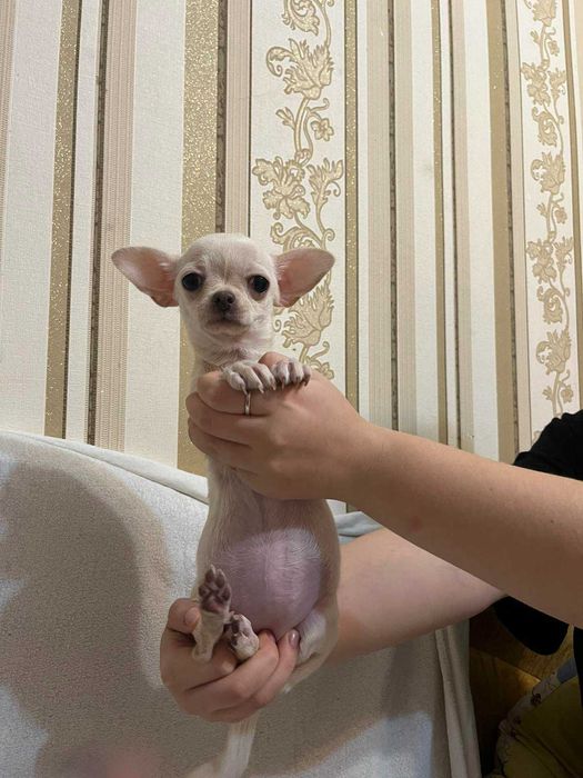 Порода цуцика чихуахуа