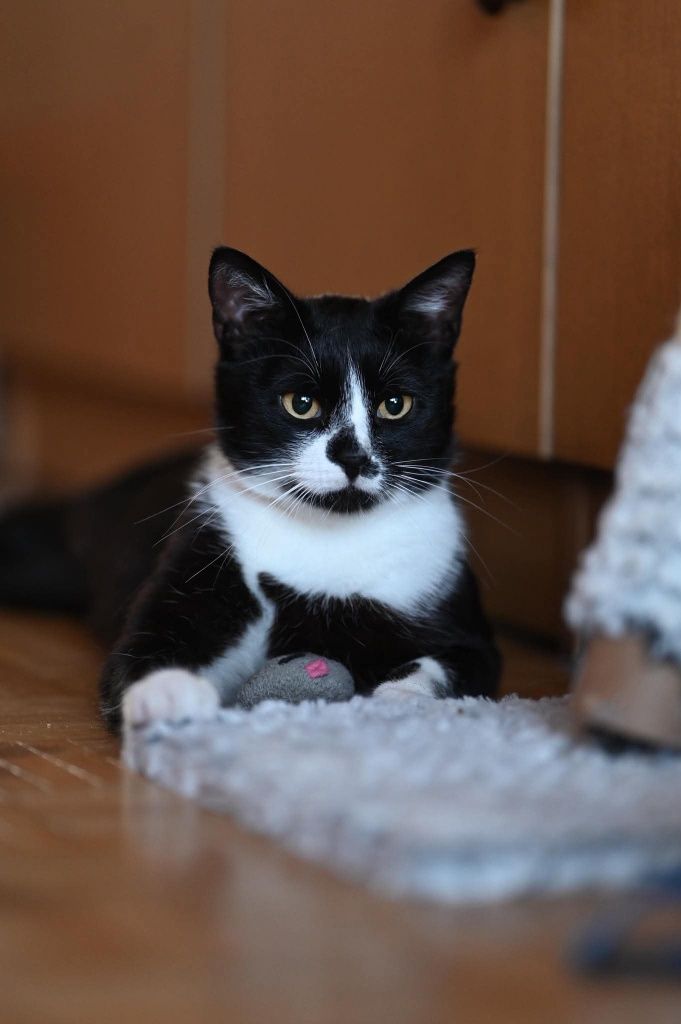 Piękny Romek czeka na adopcje