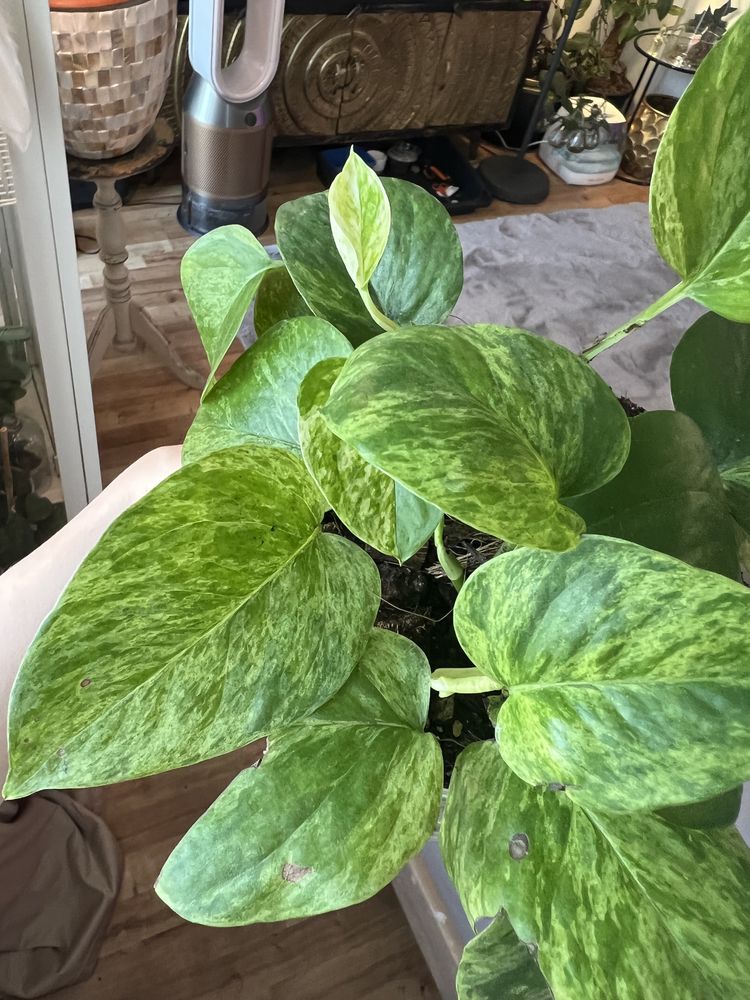 Pothos Epipremnum 'Marble Queen' -pstrokate