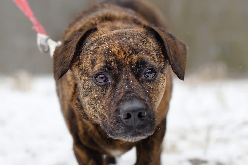 Hugo i Fado szukają rodziny
