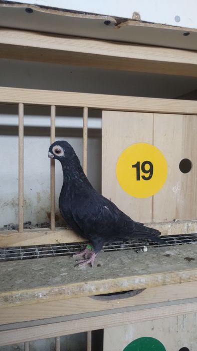 Brodawczaki gołębie ozdobne