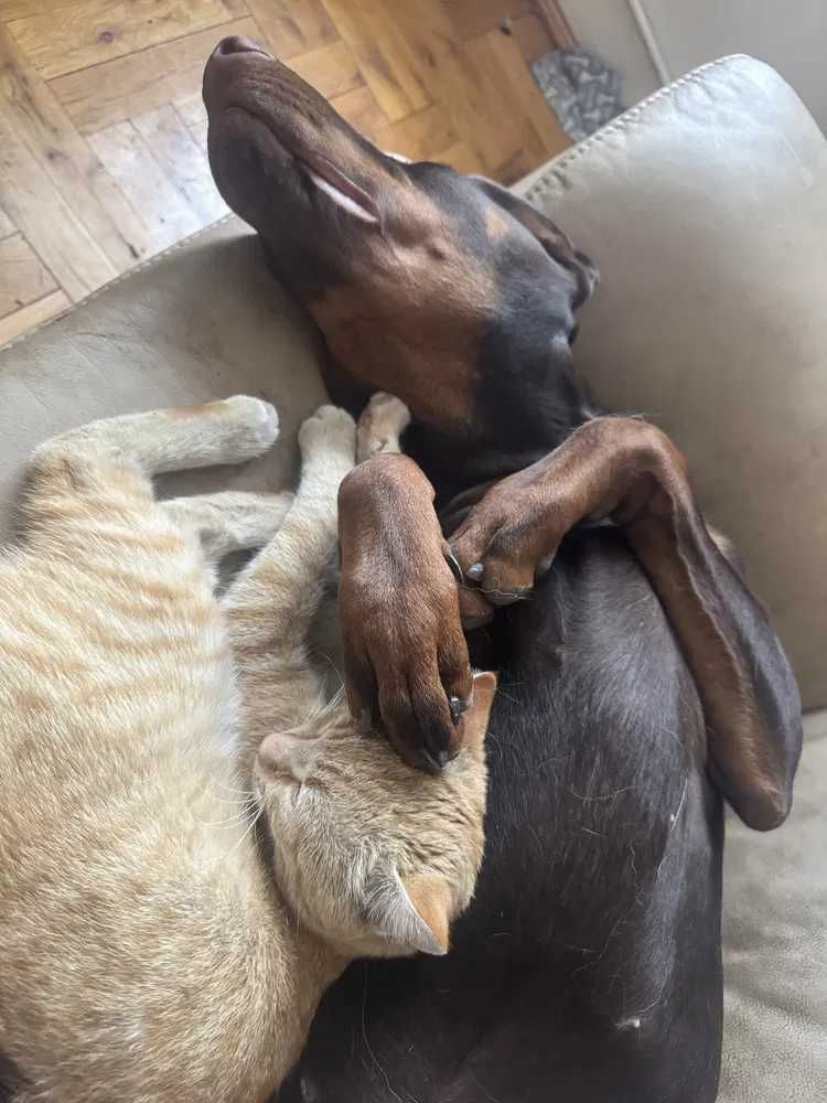 Pies w typie dobermana roczny