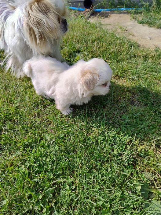 Pekińczyk piesek  biało ekri rodowód