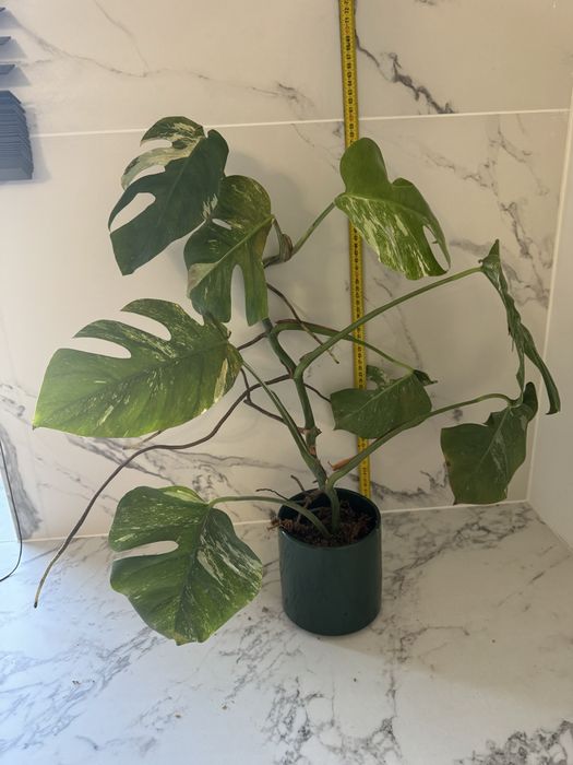 Monstera variegata, ukorzenione rośliny