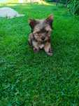 Yorkshire Terrier Ocean Perle pies