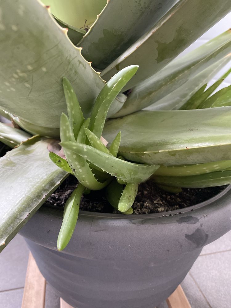 ALOE VERA duży / leczniczy