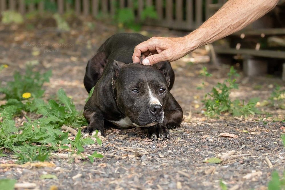 Гарна Дюна в пошуках родини