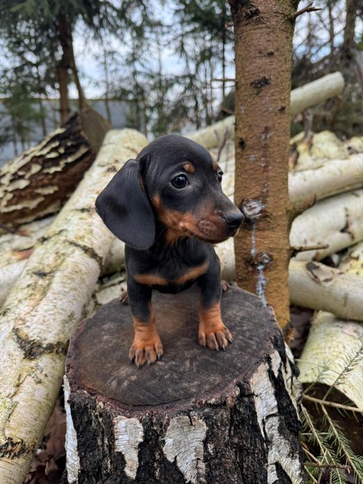 Jamnik miniatura krótkowłosy Piesek