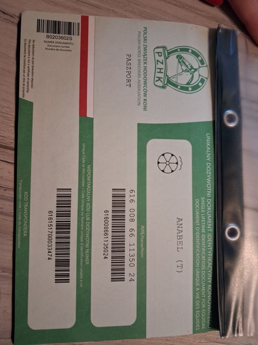 Klacz Śląska 20 miesięcy