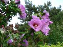 Hibiskus różowy i biały