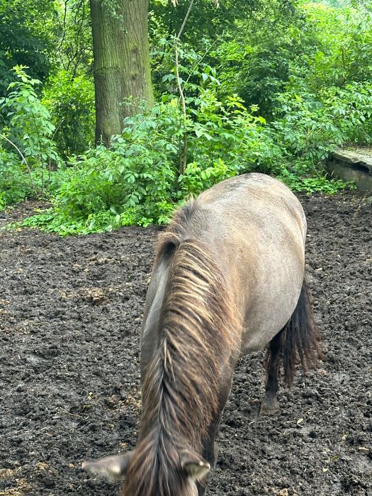 Klacze zaźrebione Arabem