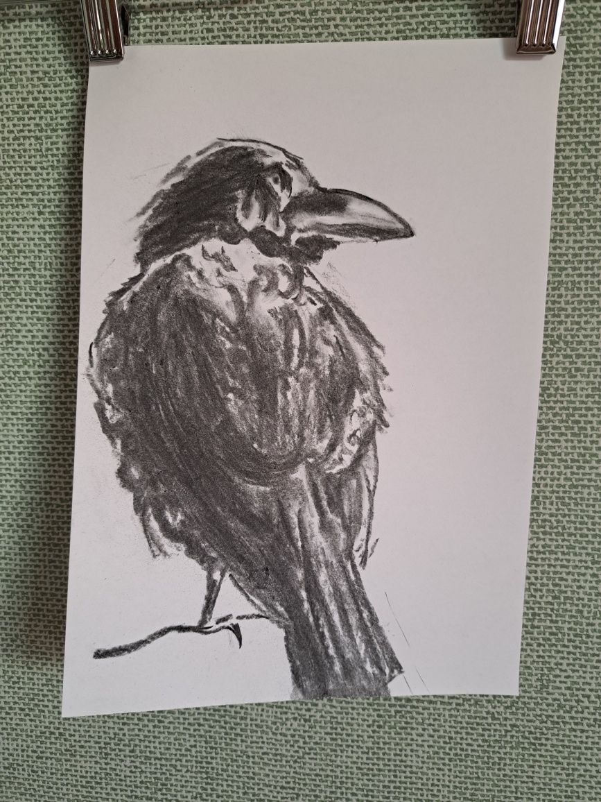 Rysunek węglem,21x30,ptak,szkic,rysunek,kruk,gawron